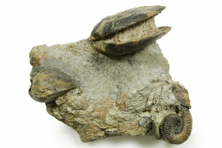Jurassic Fossil Ammonite (Garantiana) with Two Bivalves - Germany #377580